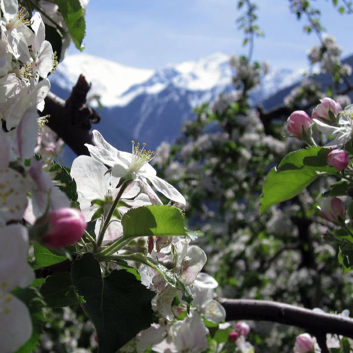 apfelblueten.img_0352.jpg