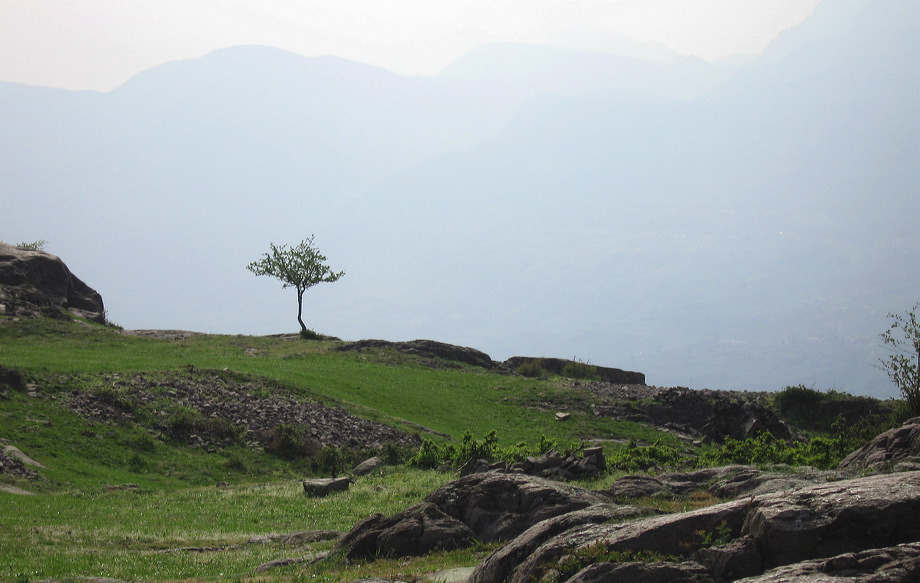 baum-img_0099.jpg