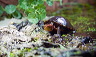 kinosternon-pict9696