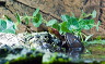 wasserschildkroete-pict0018