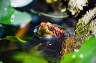 wasserschildkroete-pict0028