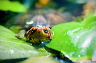 wasserschildkroete-pict0031