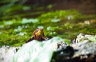 wasserschildkroete-pict0047