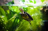wasserschildkroete-pict9886