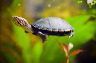 wasserschildkroete