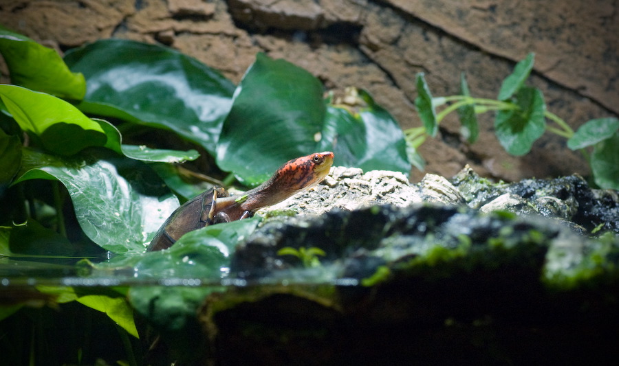 wasserschildkroete-pict0004.jpg