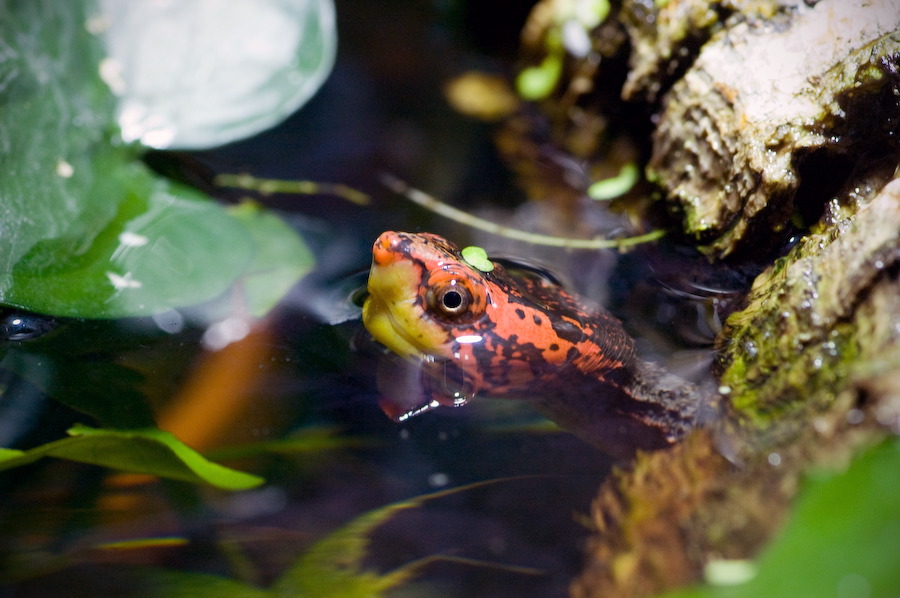 wasserschildkroete-pict0023.jpg