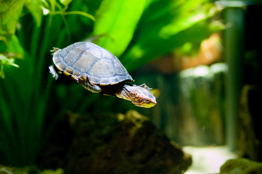 wasserschildkroete-pict0032.jpg