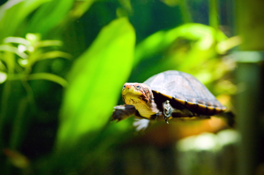 wasserschildkroete-pict0040.jpg