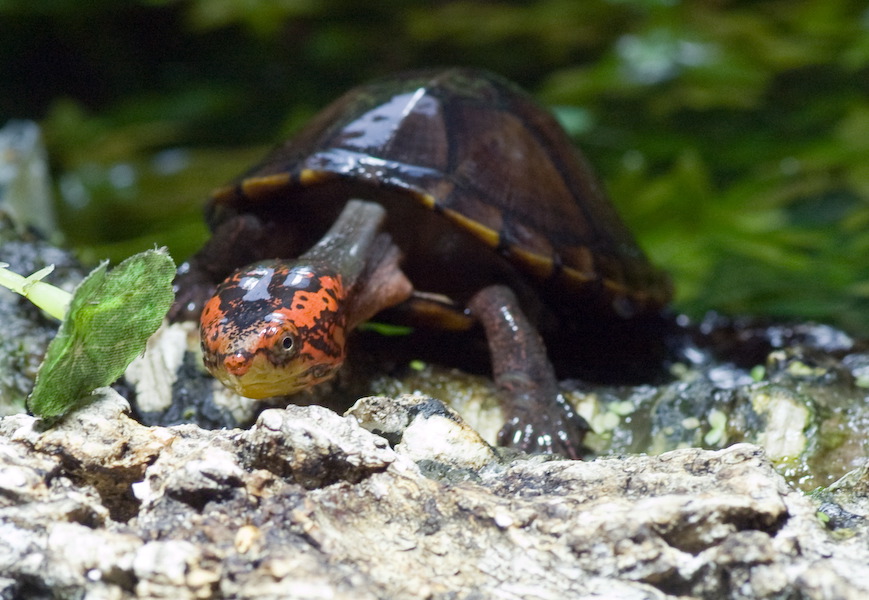 wasserschildkroete-pict0055.jpg