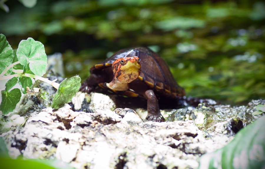 wasserschildkroete-pict0060.jpg