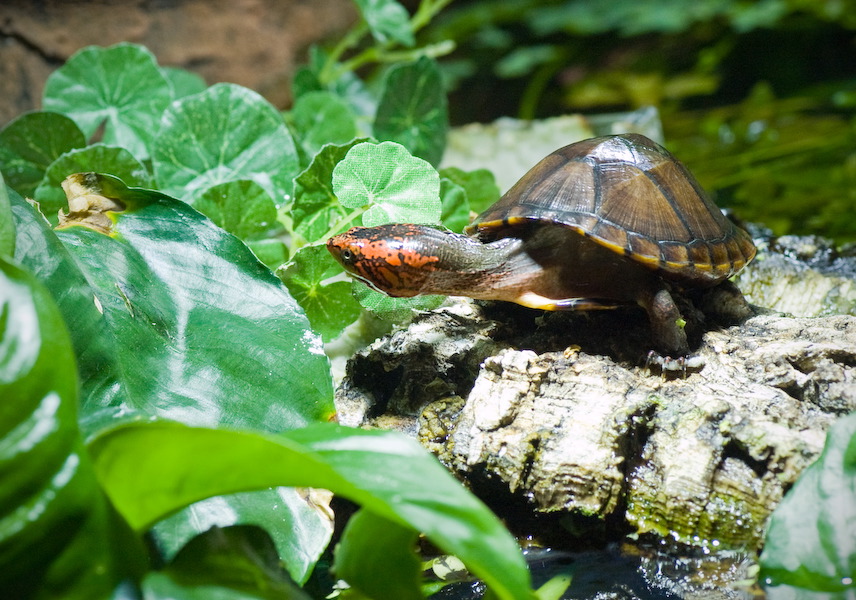 wasserschildkroete-pict0064.jpg