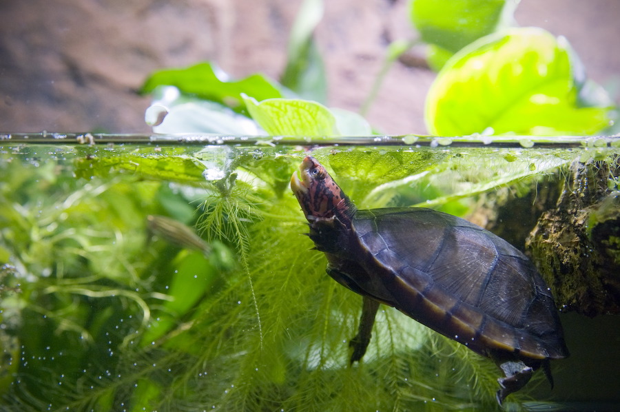 wasserschildkroete-pict9880.jpg