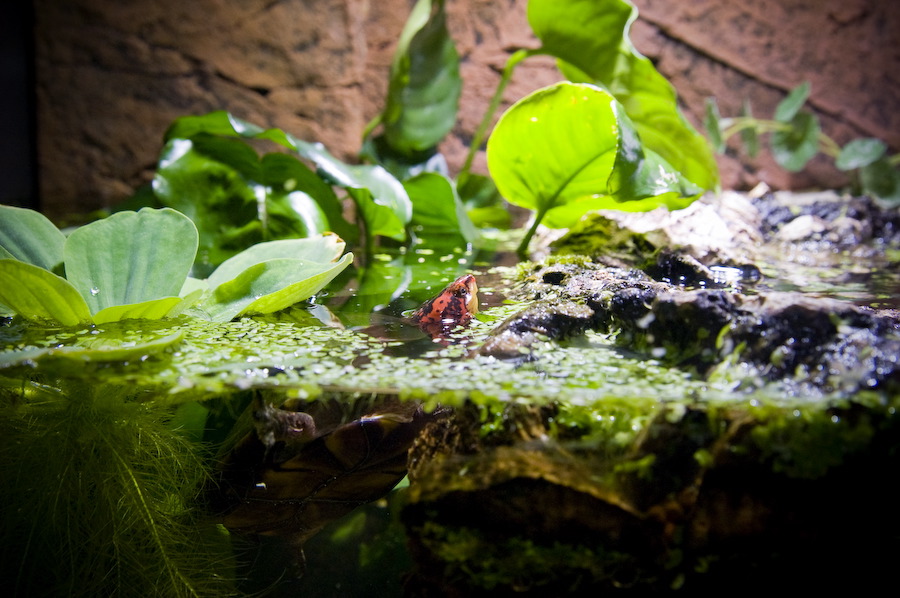 wasserschildkroete-pict9881.jpg