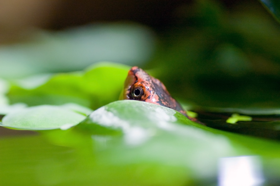 wasserschildkroete-pict9980.jpg