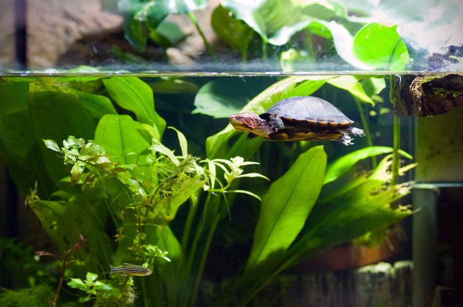 wasserschildkroete-pict9985.jpg