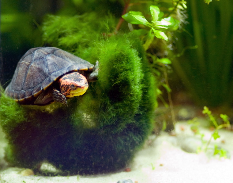 wasserschildkroete-pict9992.jpg